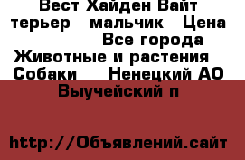 Вест Хайден Вайт терьер - мальчик › Цена ­ 35 000 - Все города Животные и растения » Собаки   . Ненецкий АО,Выучейский п.